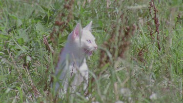 White Feral Cat in the grass