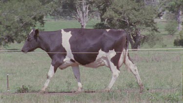 Cow walking in a pasture
