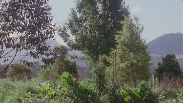 Landscape of trees and grass