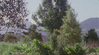 Landscape of trees and grass