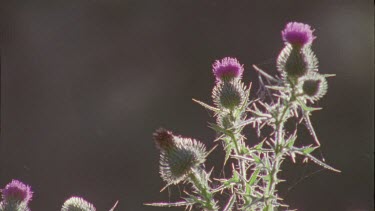 Close up of a Thistle flower
