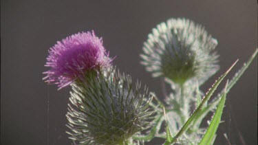 Close up of a Thistle flower