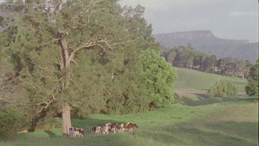 Herd of cows grazing under a tree