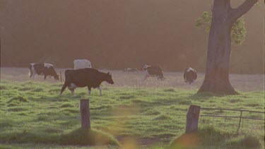 Herd of cows grazing under a tree