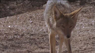 Coyote walking on dirt path