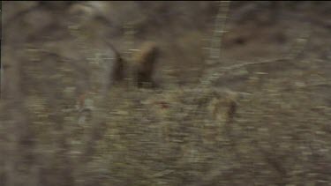 Coyote running through undergrowth