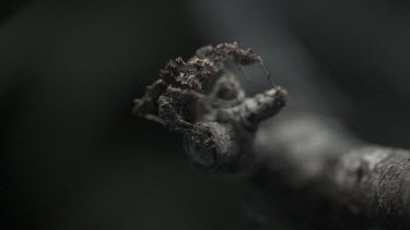 Portia Spider jumping off a branch in slow motion