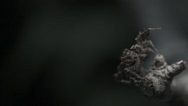 Close up of Portia Spider jumping off a branch in slow motion