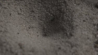Close up of Antlion emerging from a hole in the dirt in slow motion