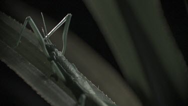 Close up of Peppermint Stick Insect spraying fluid in slow motion