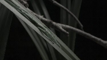 Jungle Huntsman Spider crawling by Peppermint Stick Insect in slow motion