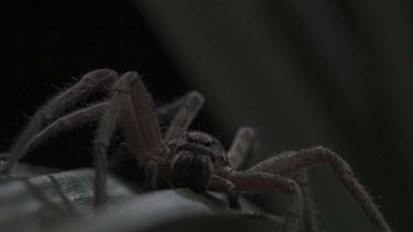 Close up of Jungle Huntsman Spider on a leaf in slow motion
