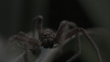 Close up of Jungle Huntsman Spider on a leaf in the rain in slow motion