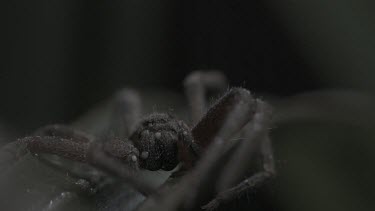Close up of Jungle Huntsman Spider on a leaf in the rain in slow motion