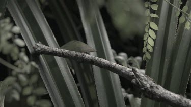 Jungle Huntsman Spider crawling on a branch in slow motion