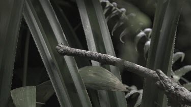 Jungle Huntsman Spider crawling on a branch in slow motion