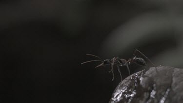 Jumper Ant jumping off a branch in slow motion