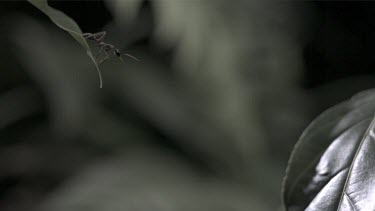 Jumper Ant jumping off a leaf in slow motion