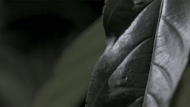 Jumper Ant jumping on a leaf in slow motion