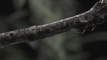 Trap-Jaw Ant and Weaver Ant crawling on a branch in slow motion