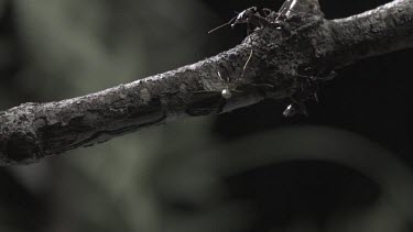 Trap-Jaw Ants and Weaver Ant crawling on a branch in slow motion