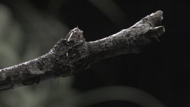 Trap-Jaw Ant and Weaver Ant crawling on a branch in slow motion