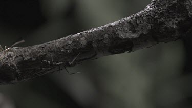 Trap-Jaw Ant and Weaver Ant crawling on a branch in slow motion