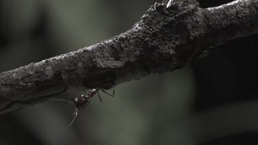 Trap-Jaw Ant and Weaver Ant crawling on a branch in slow motion