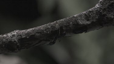 Trap-Jaw Ants crawling on a branch in slow motion