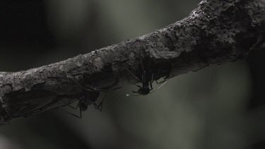 Trap-Jaw Ants and Weaver Ant crawling on a branch in slow motion