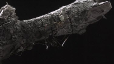 Trap-Jaw Ant attacking Weaver Ant on a branch in slow motion