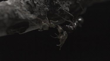 Trap-Jaw Ant attacking Weaver Ant on a branch in slow motion
