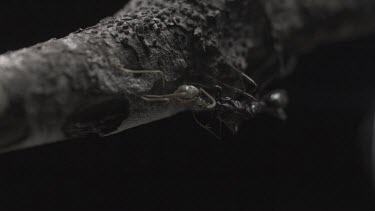 Trap-Jaw Ant attacking Weaver Ant on a branch in slow motion