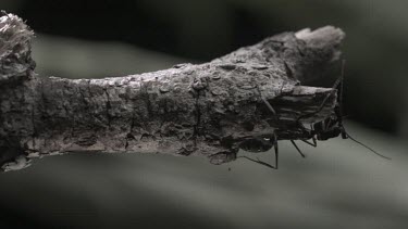 Trap-Jaw Ant and Weaver Ant crawling on a branch in slow motion