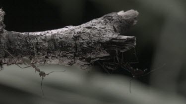 Weaver Ant knocking Trap-Jaw Ant off a branch in slow motion