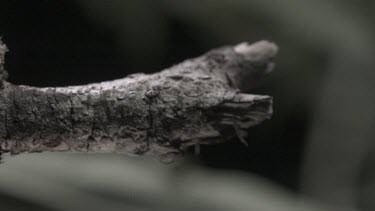 Weaver Ant crawling on a branch in slow motion