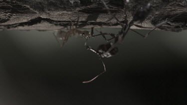 Trap-Jaw Ant and Weaver Ant fighting on a branch in slow motion