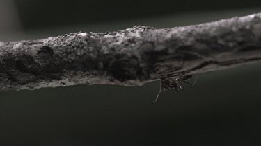 Trap-Jaw Ant and Weaver Ant crawling on a branch in slow motion