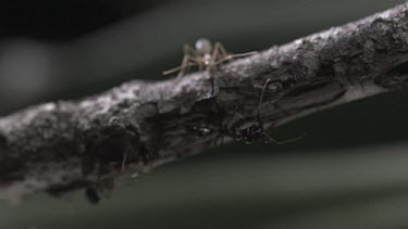 Trap-Jaw Ant and Weaver Ant crawling on a branch in slow motion