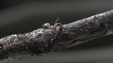 Trap-Jaw Ant and Weaver Ant crawling on a branch in slow motion