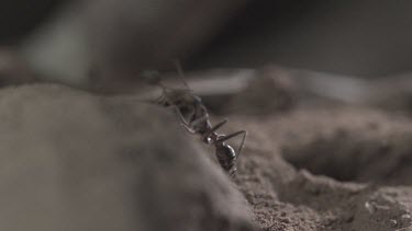 Jumper Ant attacking Weaver Ant in slow motion