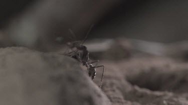 Jumper Ant attacking Weaver Ant in slow motion