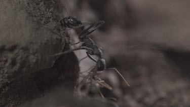 Jumper Ant attacking Weaver Ant in slow motion