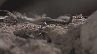 Jumper Ants and Weaver Ants crawling in the dirt in slow motion