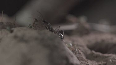 Jumper Ants and Weaver Ants crawling in the dirt in slow motion