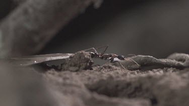 Jumper Ants and Weaver Ants crawling in the dirt in slow motion