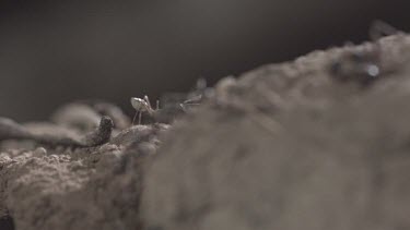 Jumper Ants and Weaver Ants crawling in the dirt in slow motion