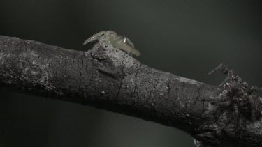 Green Jumping Spider jumping away from Portia Spider in slow motion