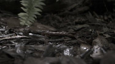 Centipede crawling on the ground in slow motion