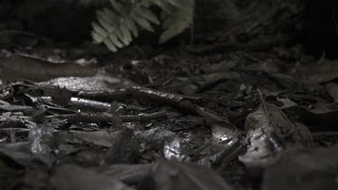 Centipede crawling on the ground in slow motion